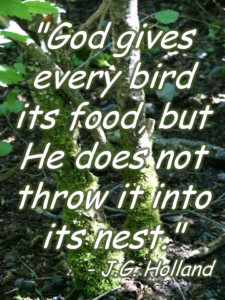 Bird its Food